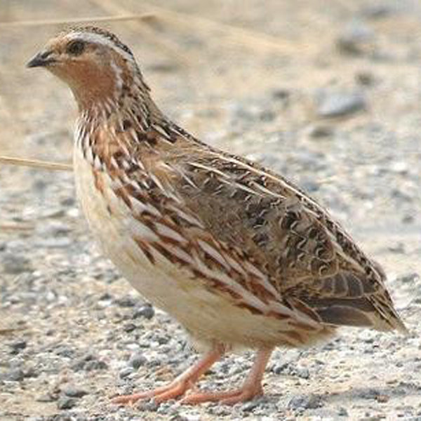 ="#" data-lemmaid="1267">鹌鹑 /a>通过多代人工选种培育的禽类品种