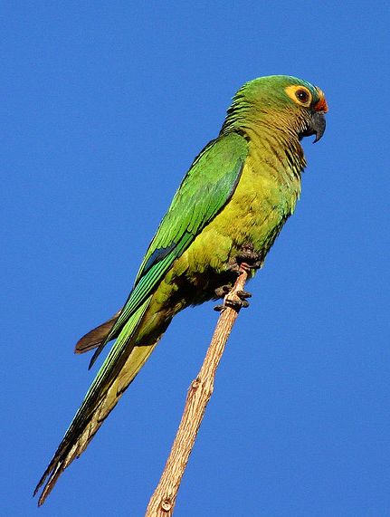  p>桃额锥尾鹦鹉(学名: i>aratinga aurea /i>):是鸟纲,鹦鹉科典型的 