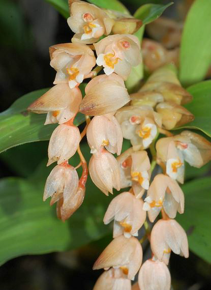  p>节茎石仙桃(学名: i>pholidota articulata  /i> lindl.