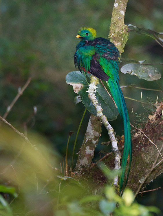  p>凤尾绿咬鹃(学名: i>pharomachrus mocinno /i>)属 a href="#">