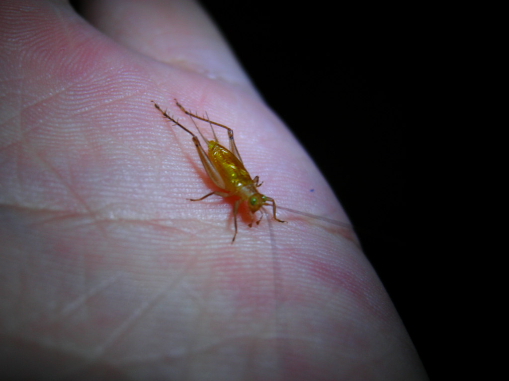 因其全身纯黄色,仅颈部有一段颜色较浅,故黄蛉被称作"黄蛉". /p>