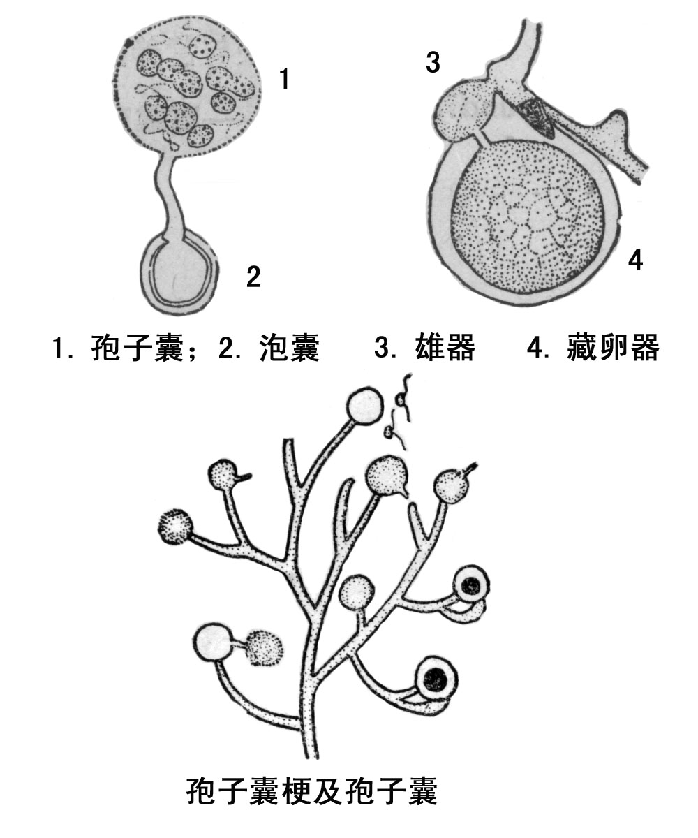  p>霜霉目(peronosporales) a href="#">是真菌门 /a>(eumycota), a