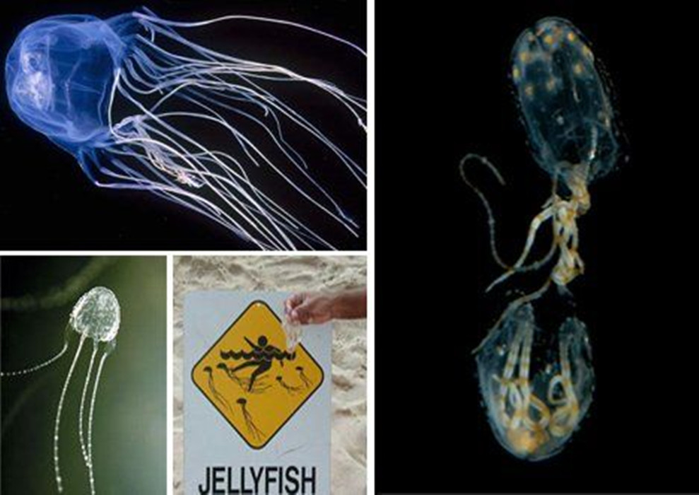 俗名别名 a target="_blank" href="/item/海黄蜂/10710528" data