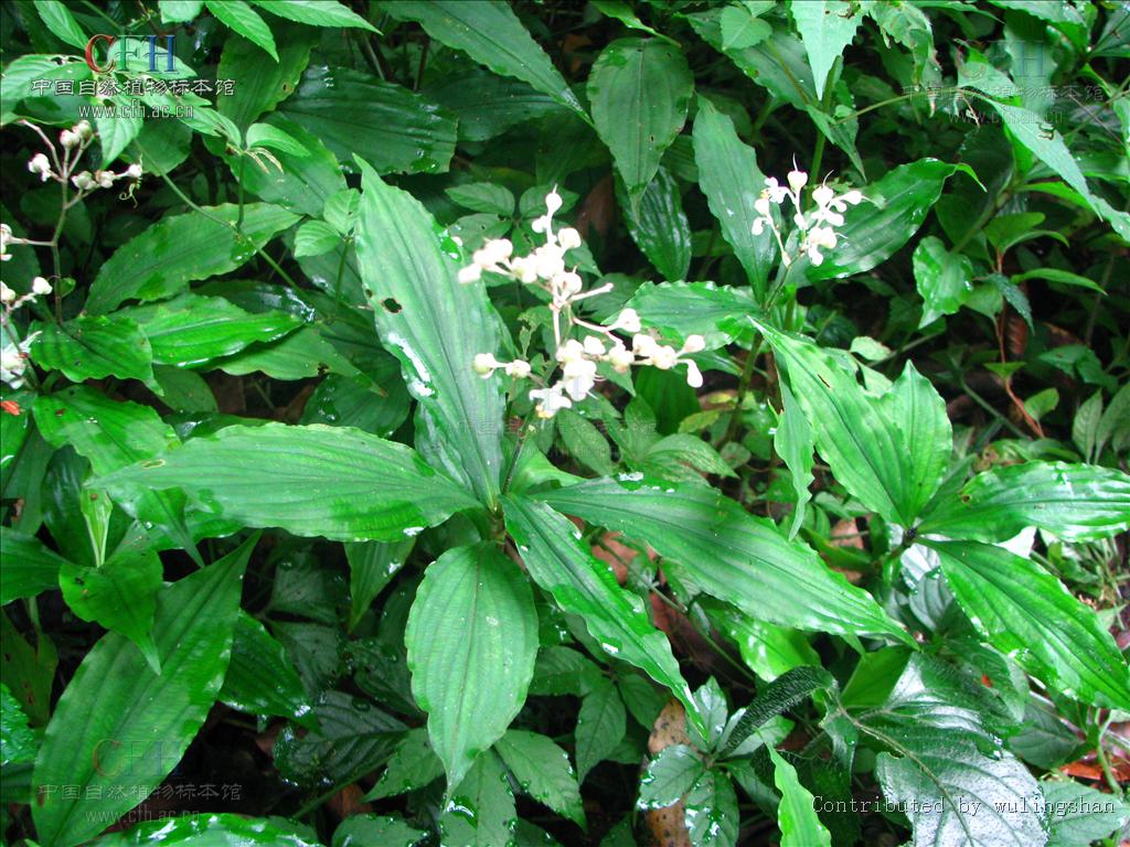  p>川杜若腊叶标本,该标本采集自重庆金佛山国家级自然保护区,采集