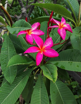  p>红鸡蛋花( i>plumeria rubra /i> linn.