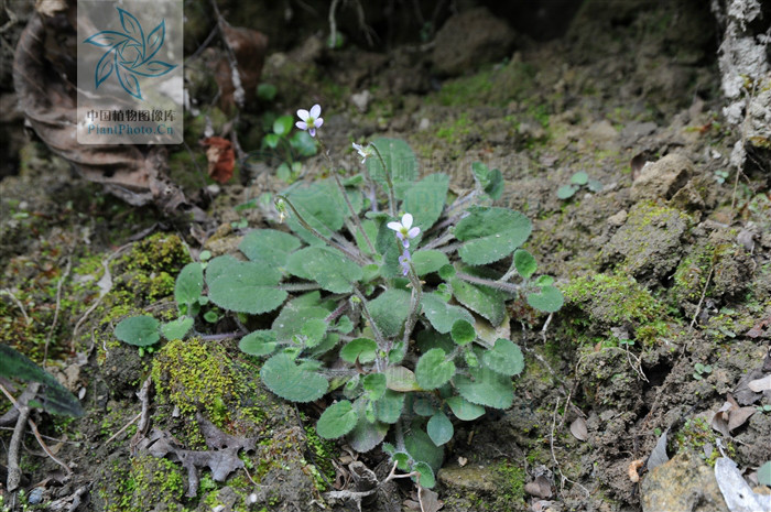  p>柔毛堇菜(学名:viola principis)是堇菜科堇菜属的多年生草本植物.