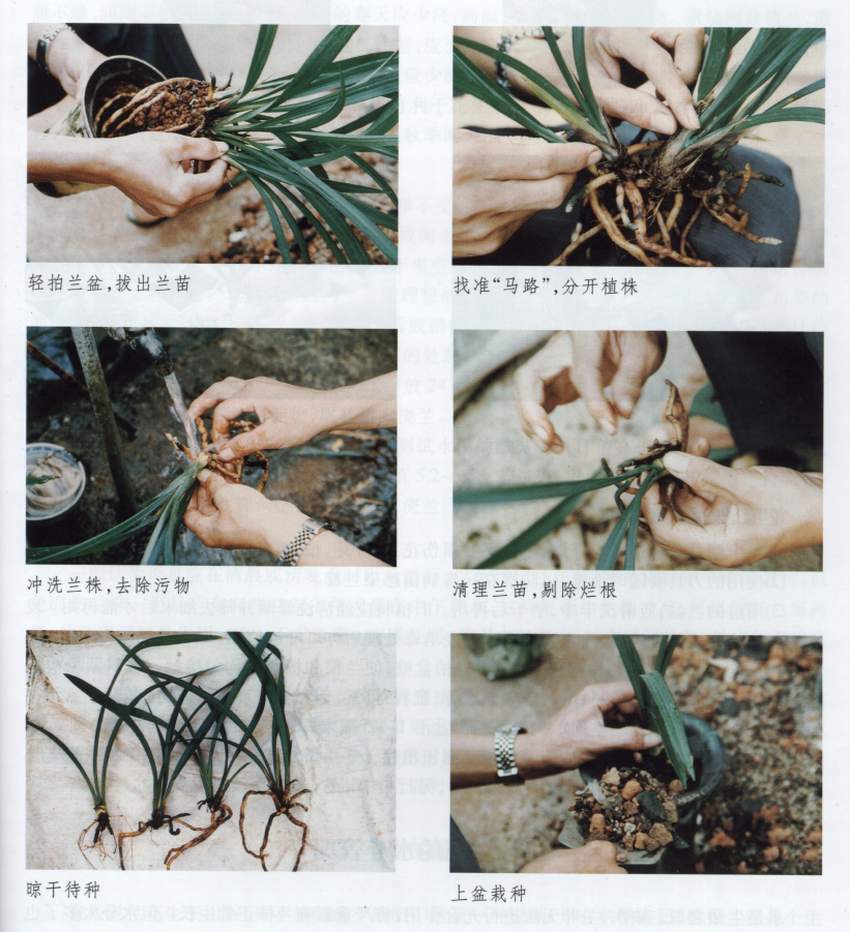 朵香素