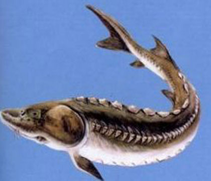 ii /i>):是中国 a target="_blank" href="/item/鲟鱼/4136400" data