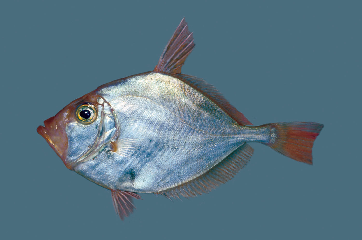  p>短棘菱鲷属于菱鲷科短棘菱鲷属鱼类,体多呈橘红色.