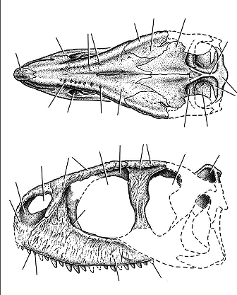  p>皱褶龙(属名:rugops)意为"有皱纹的面孔",是 a target="_blank"