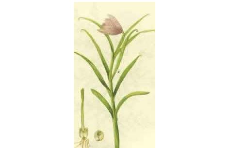 为菊科植物小鱼眼草 i>dichrocephala benthamii /i> c.b.