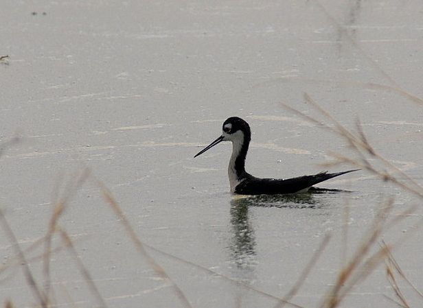  p>黑颈长脚鹬(学名: i>himantopus mexicanus /i>)是一种修长的黑白