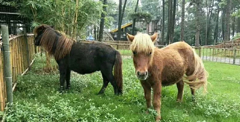 曲阜三合生态动物园