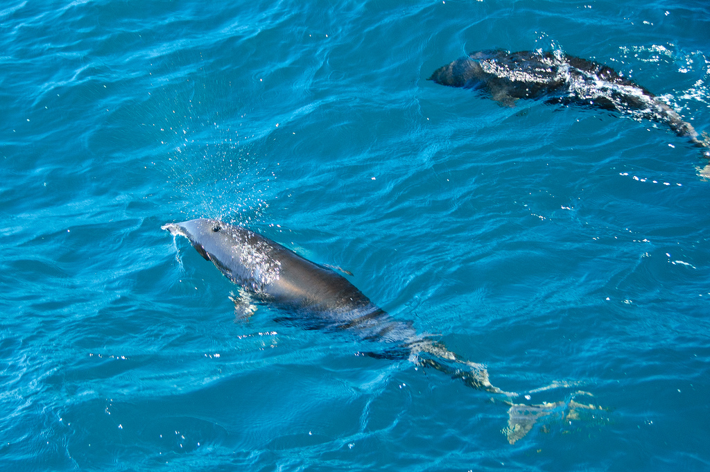  p>北露脊海豚(学名: i>lissodelphis borealis /i>)体型细长,向尾部