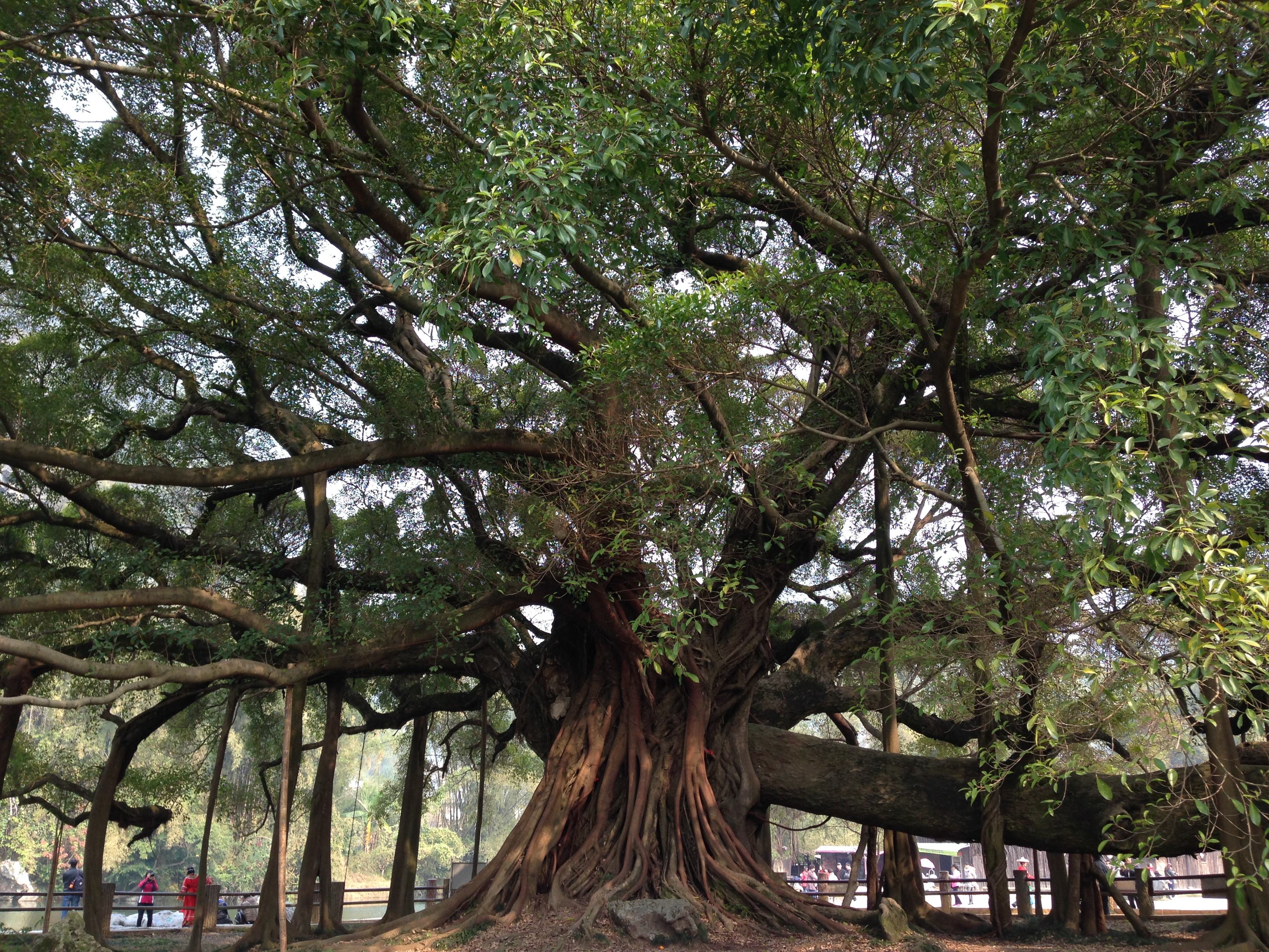  p> b>榕树 /b>(学名: i>ficus microcarpa /i>  linn. f.