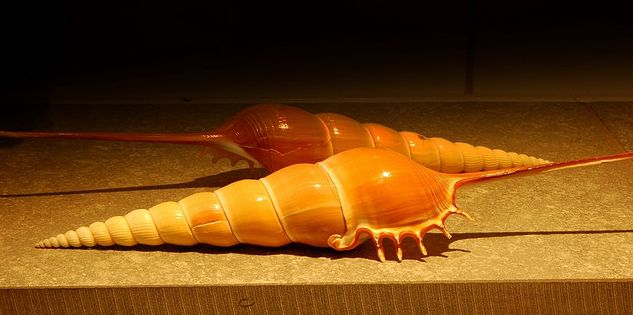  p>长鼻螺(学名: i>tibia fusus /i>): a href="#" data-lemmaid="