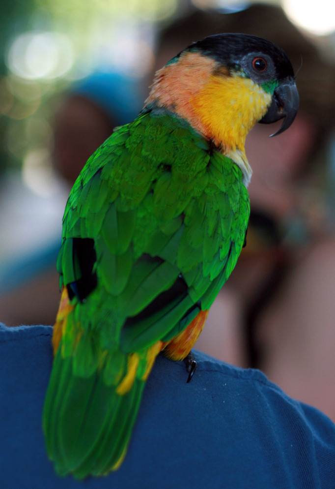 金头鹦哥