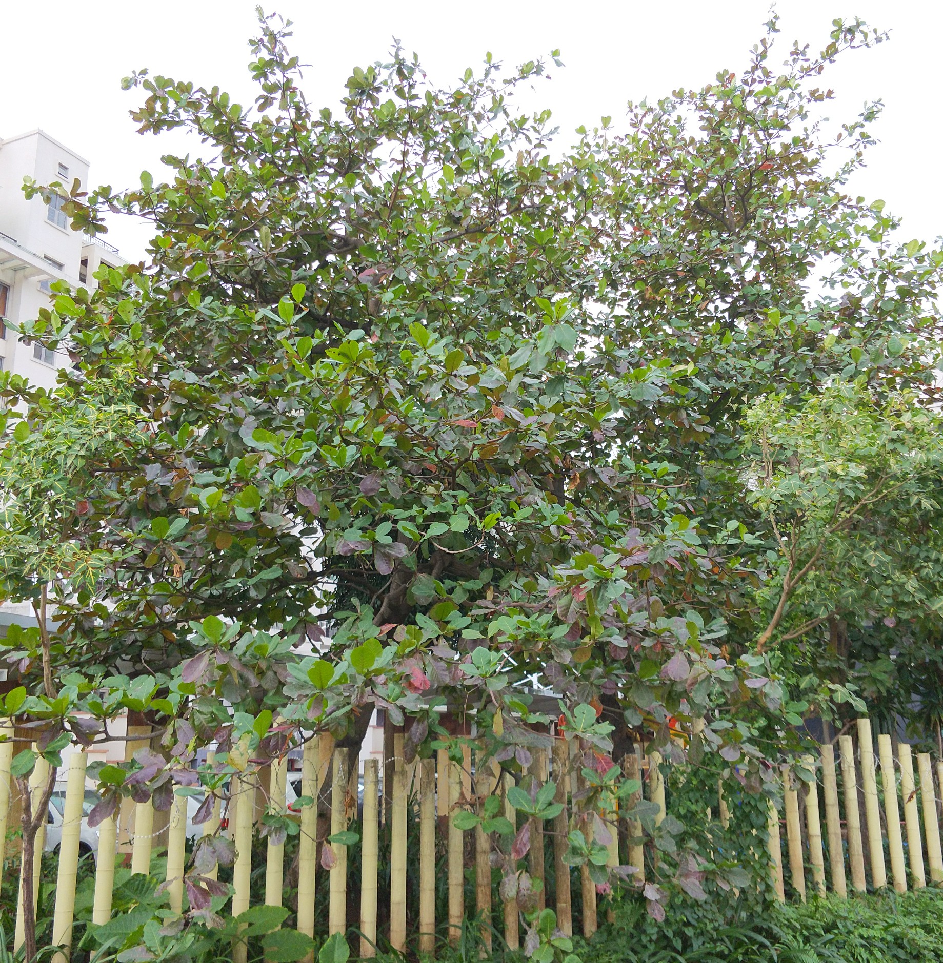  p>诃子属(学名: i>terminalia  /i>linn.