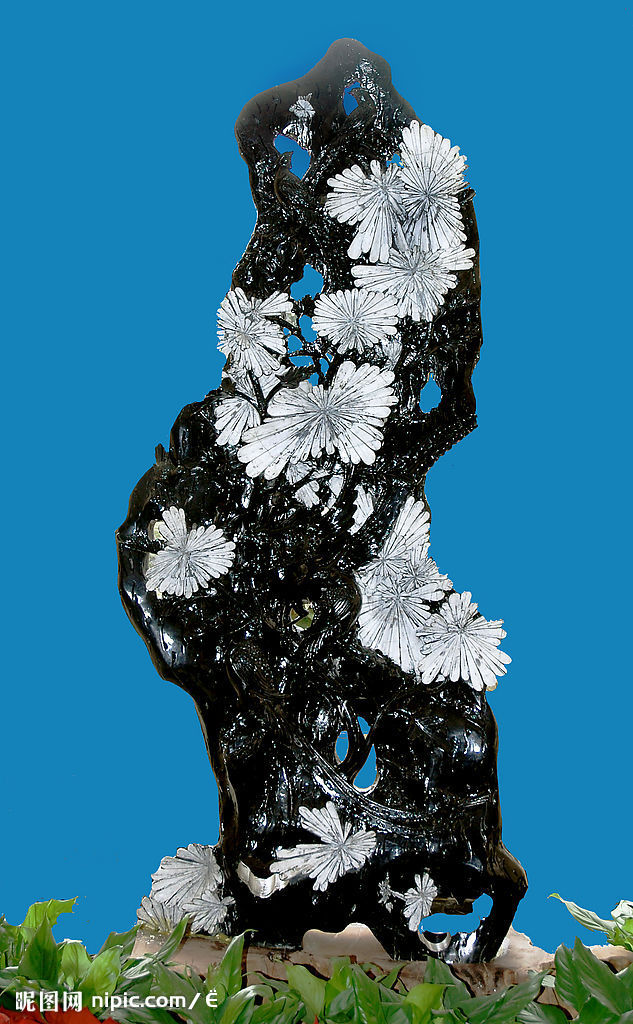  p>菊花石是生长在280万年前早二迭世下部地层中的一种天然岩石.