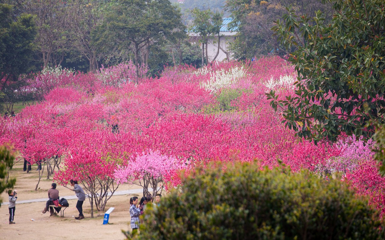 森林公园桃花
