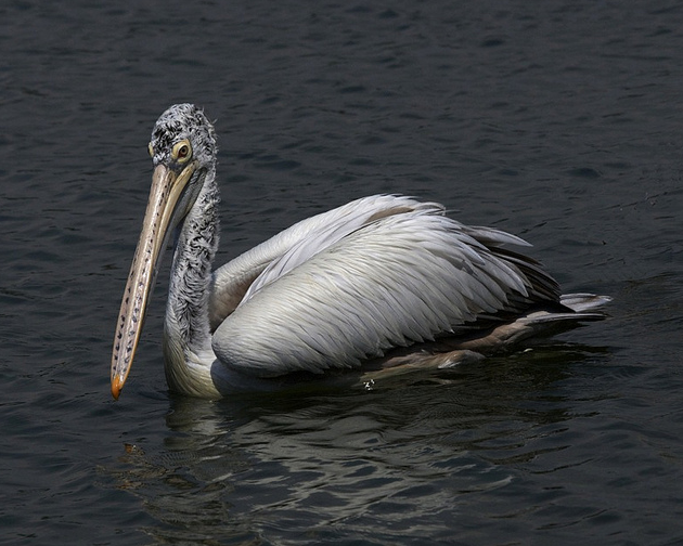  p>斑嘴鹈鹕(学名: i>pelecanus philippensis /i>)为鹈形目鹈鹕科