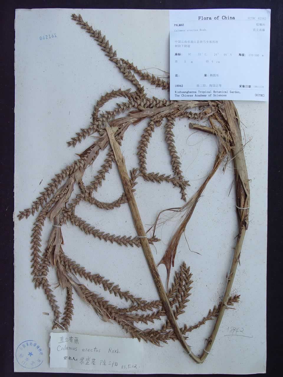  p>直立省藤(学名:calamus erectus roxb.