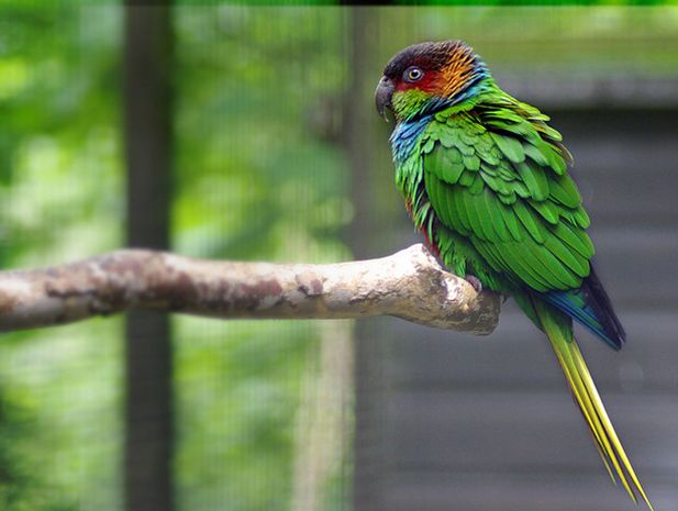  p>蓝喉锥尾鹦鹉(学名:pyrrhura cruentata)是典型的 a href="#">攀禽