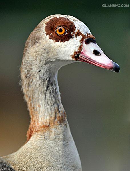  p>埃及雁(学名: i>alopochen aegyptiacus /i>)为鸭科埃及雁属的鸟类