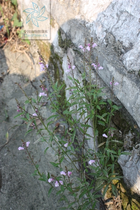  p>石香薷(学名: i>mosla chinensis /i> maxim.