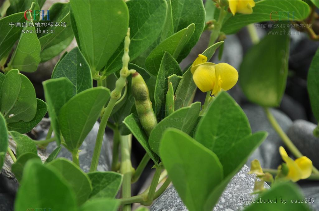  p>滨豇豆(学名: i>vigna marina  /i>(burm.) merr.