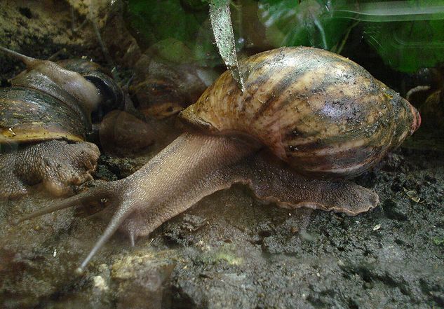  p>非洲大蜗牛(学名: i>achatina fulica /i>):是中大型的陆栖 a