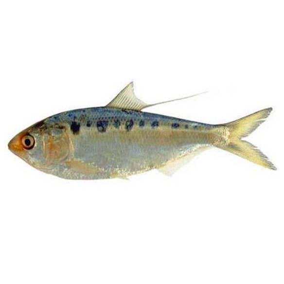 nematalosa  japonica