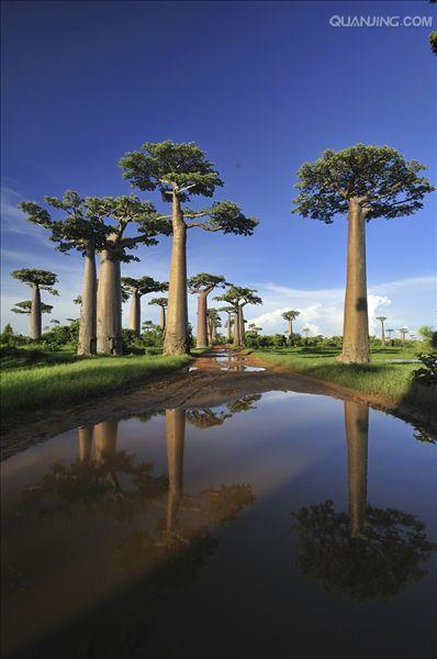 又叫 a target="_blank" href="/item/波巴布树/1113229" data-lemma