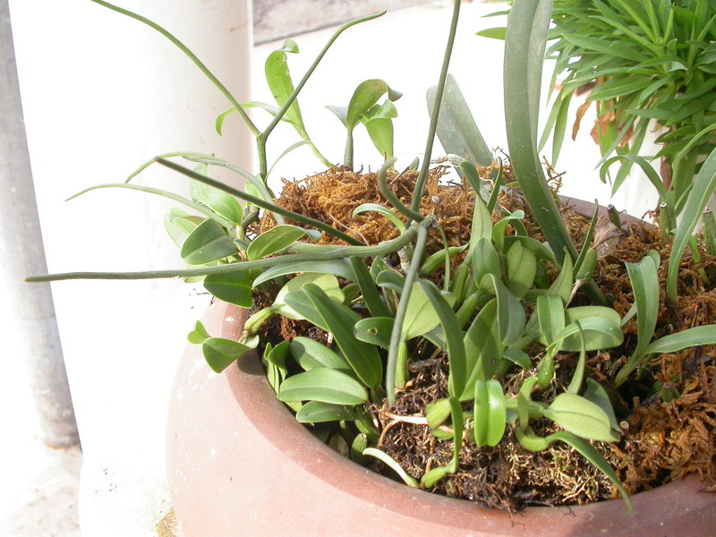  p>棒叶兰,属原生兰花品种,植物学名叉子股,棒叶兰这个兰名是云南养兰