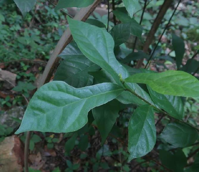  p>琴叶榕(学名: i>ficus pandurata  /i>hance)是桑科,榕属小灌木,高