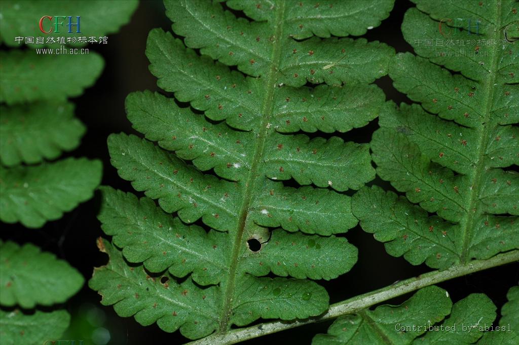 dryoathyrium viridifrons  /i>(makino) ching)是蹄盖蕨科介蕨属植物