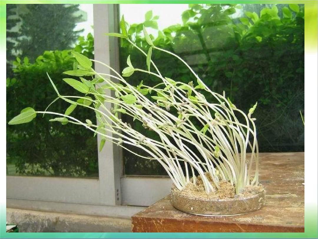  p data-id="gnwrjd0nko"> a target="_blank" href="/item/植物生长