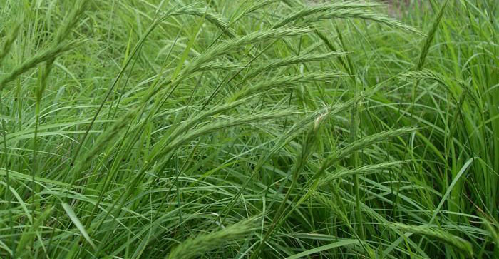  p> b>新麦草属 /b>(学名: i>psathyrostachys /i>)是禾本科下的一个