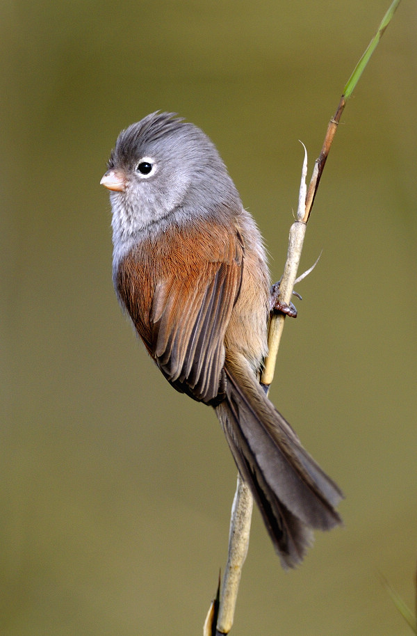  p>暗色鸦雀(学名: i>sinosuthora zappeyi /i>)是莺科,鸦雀属小型