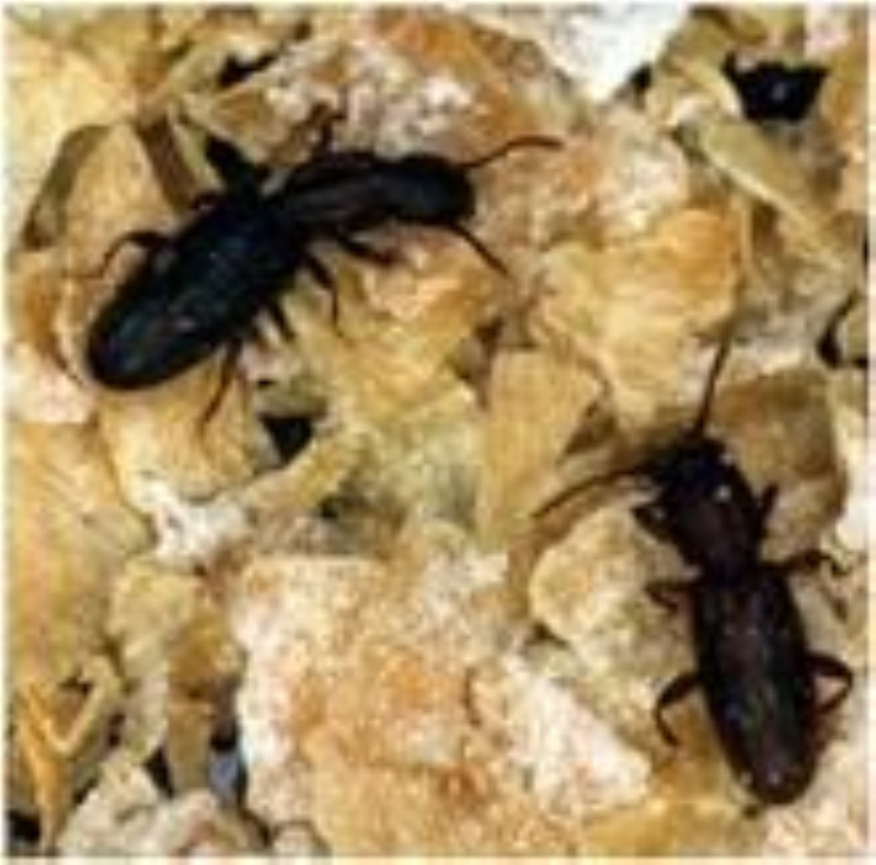  p>锯谷盗为鞘翅目(coleoptera),锯谷盗科(silvanidae)的一种 a