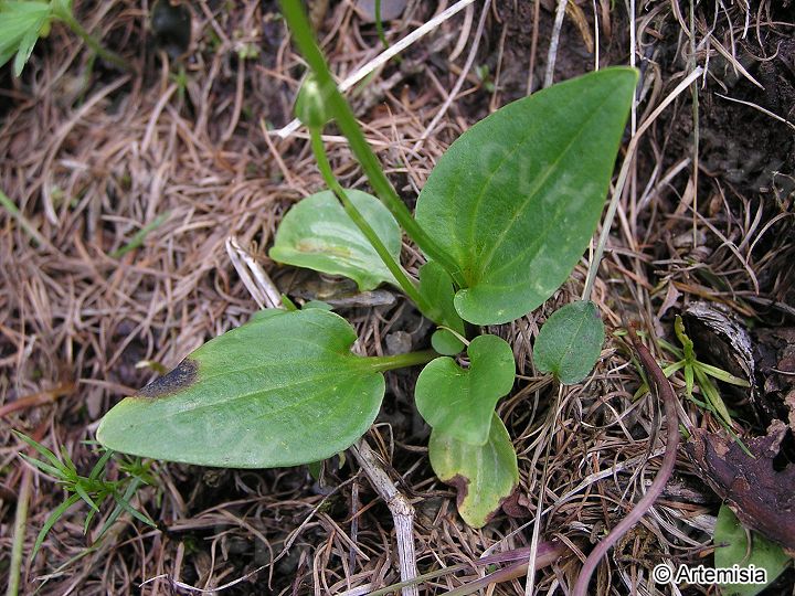  p>长叶瓦韦(学名:lepisorus longus)为附生蕨类.植株高约45厘米.