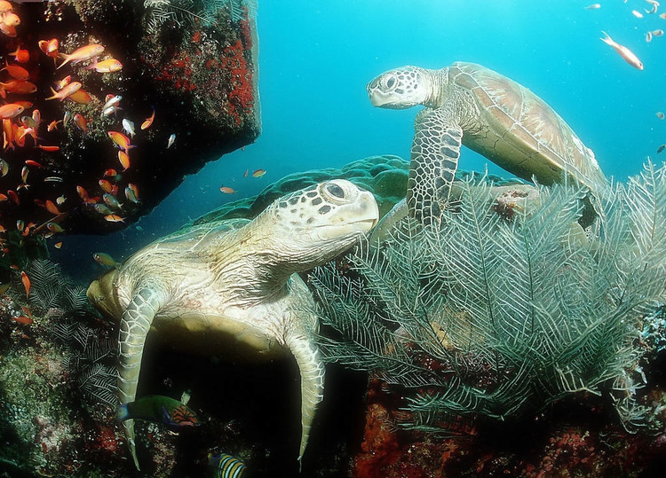 太平洋绿龟,体重在150公斤左右,幼龟不及它