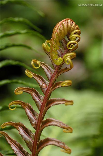  p>乌毛蕨属,约35种,泛热带产,主产南半球.