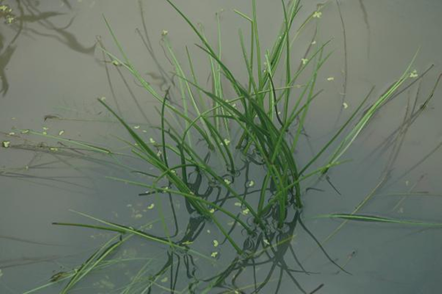 ="/item/蕨类">蕨类 /a>植物, a target="_blank" href="/item/韭菜