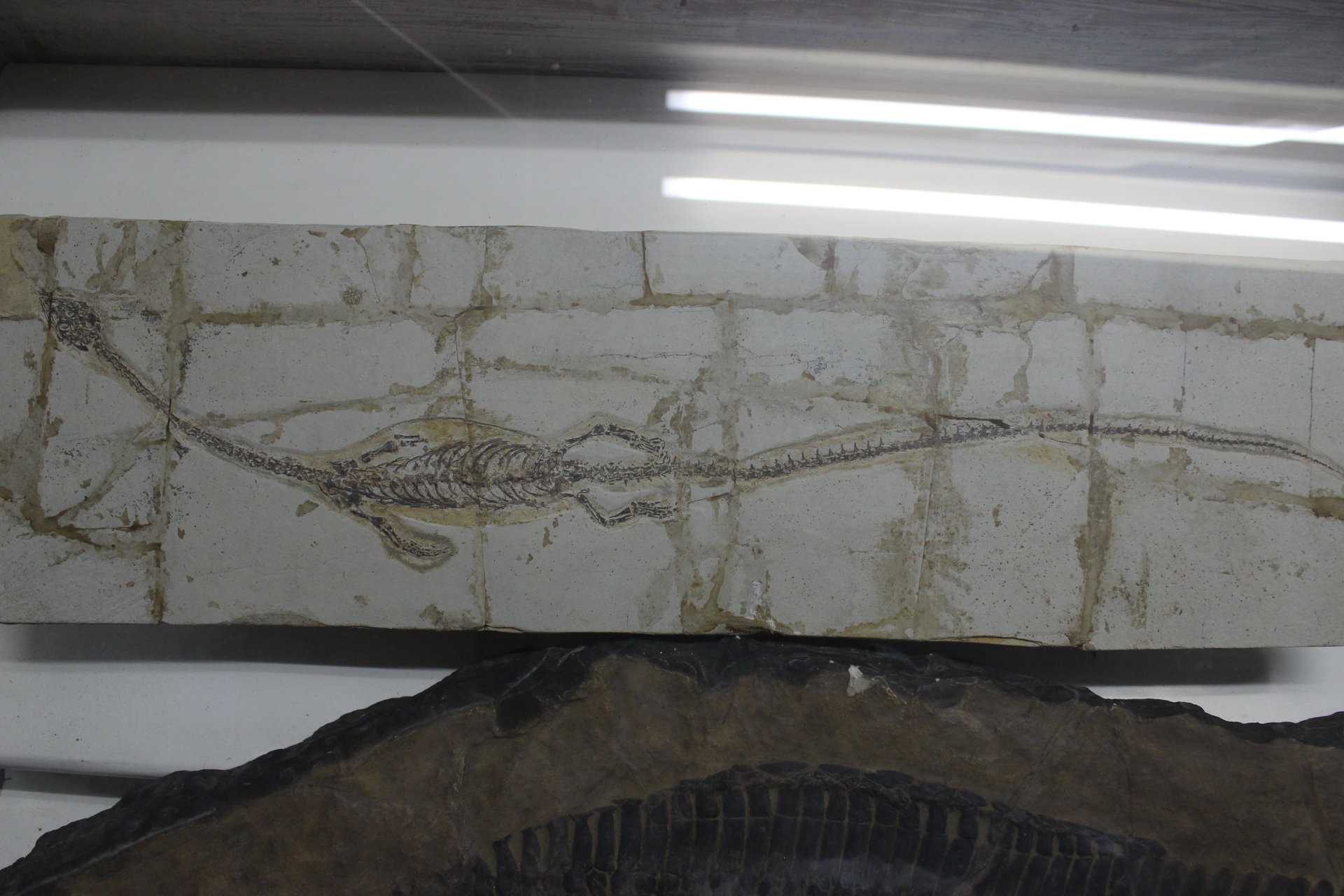  p>凌源潜龙化石发现于辽宁省 a href="#">凌源市 /a>,为 a href="#"