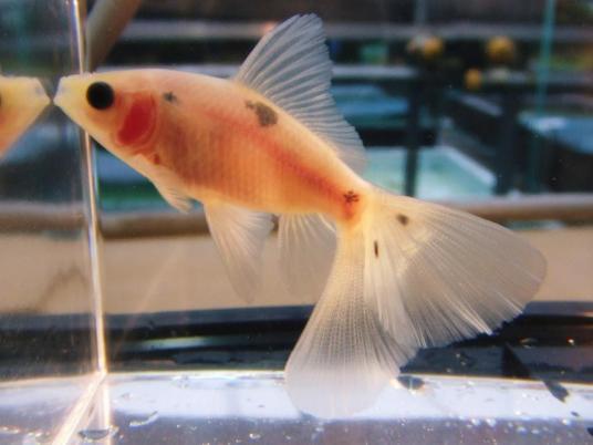 布里斯托尔朱文金 百度百科