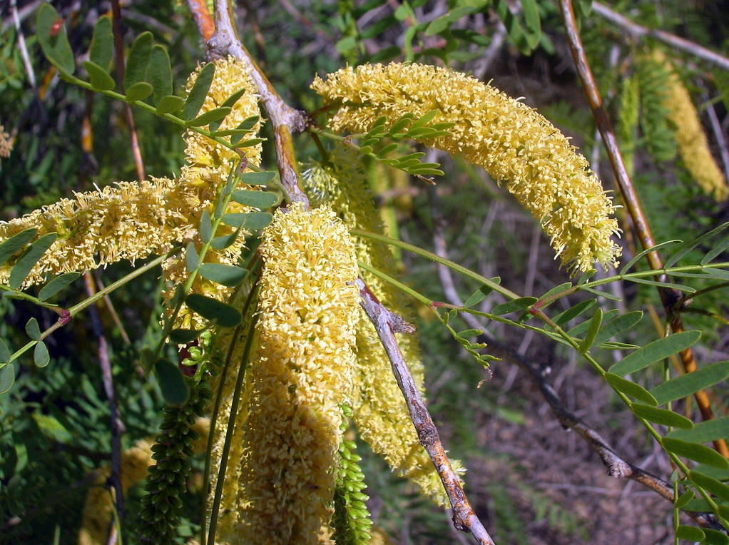  p>牧豆树属,我国 a href="#" data-lemmaid="122340">台湾 /a>,广东