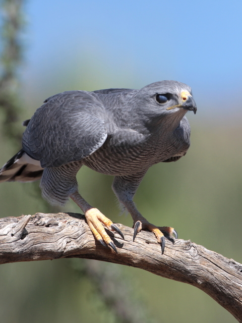  p>灰纹鵟(学名: i>buteo nitidus /i>):共有3个 a href="#" data