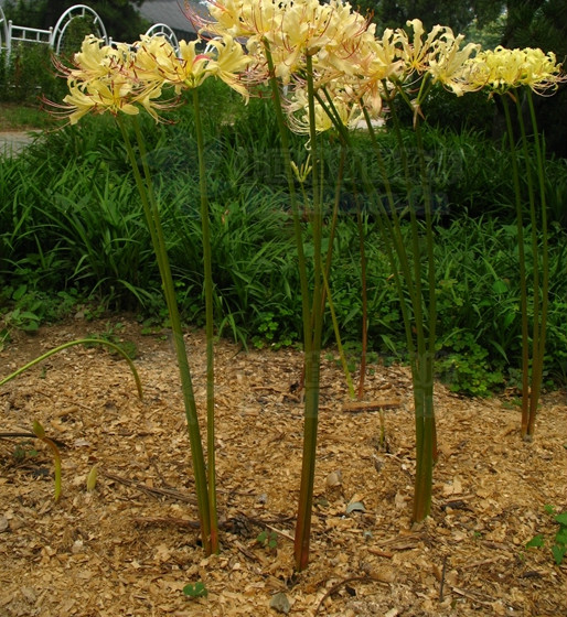  p>稻草石蒜(学名: i>lycoris straminea /i> lindl) a target="
