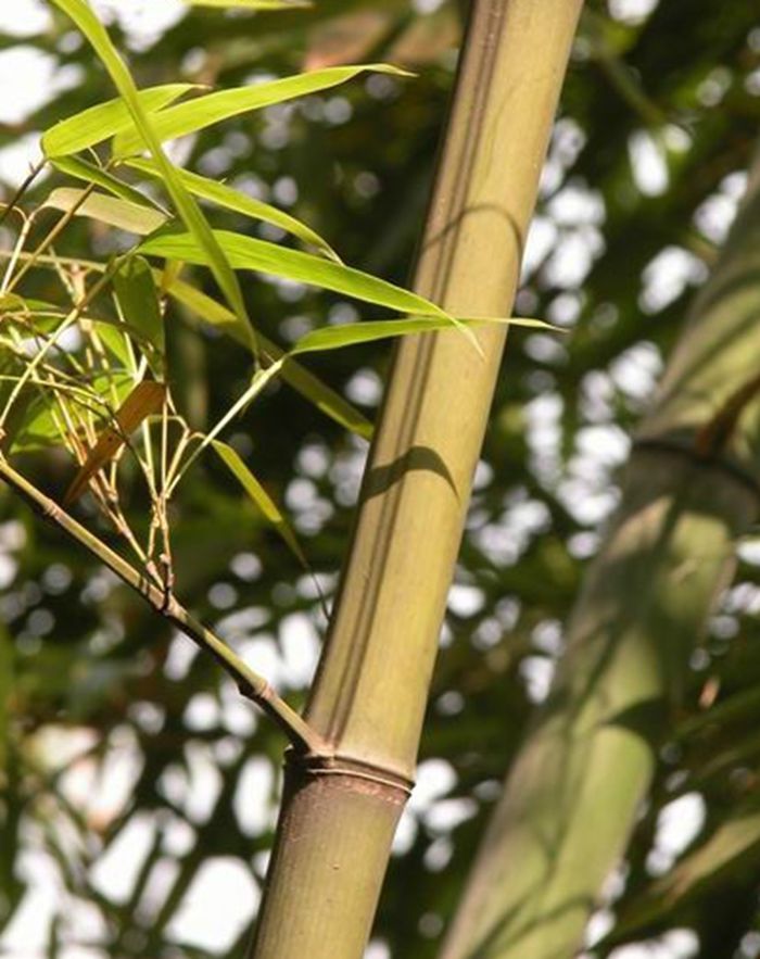  p>甜笋竹(学名: i>phyllostachys elegans  /i>mcclure)是禾本科